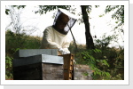 Pflegearbeiten bei den Bienen